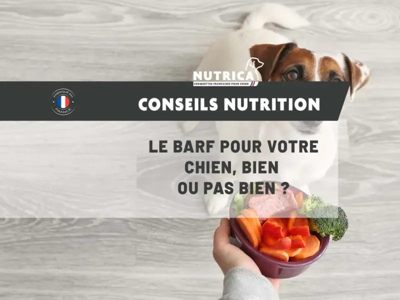 Un chien regarde un bol de légumes et de viande, posé sur un fond en bois. Le texte "Conseils Nutrition" et "Le BARF pour votre chien, bien ou pas bien ?" est affiché.