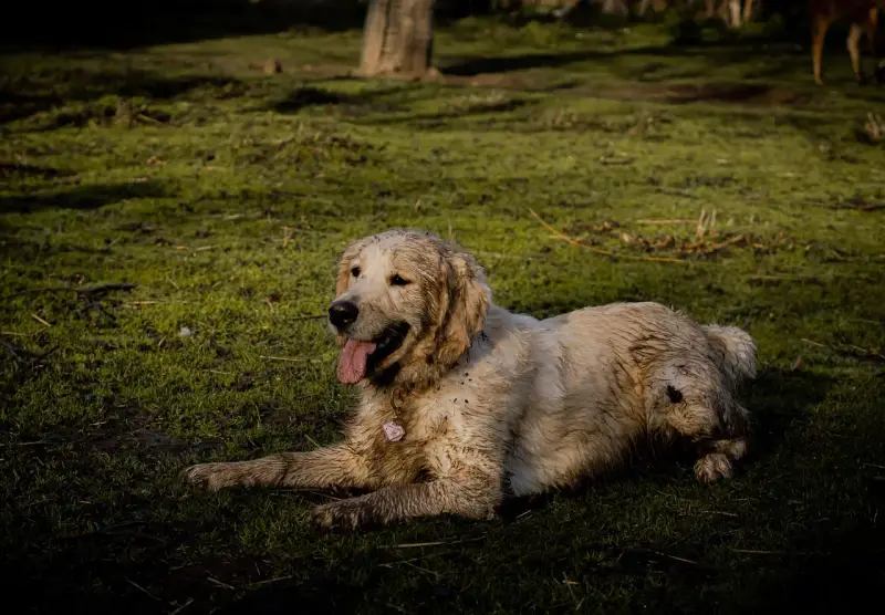 Un golden retriever boueux se repose sur l'herbe. Il a l'air heureux, comme si mon chien sent le fromage après une bonne journée de jeu.