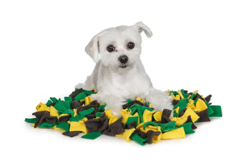 Un petit chien blanc est allongé sur un tapis de recherche pour chien aux couleurs vives, vert, jaune et gris.