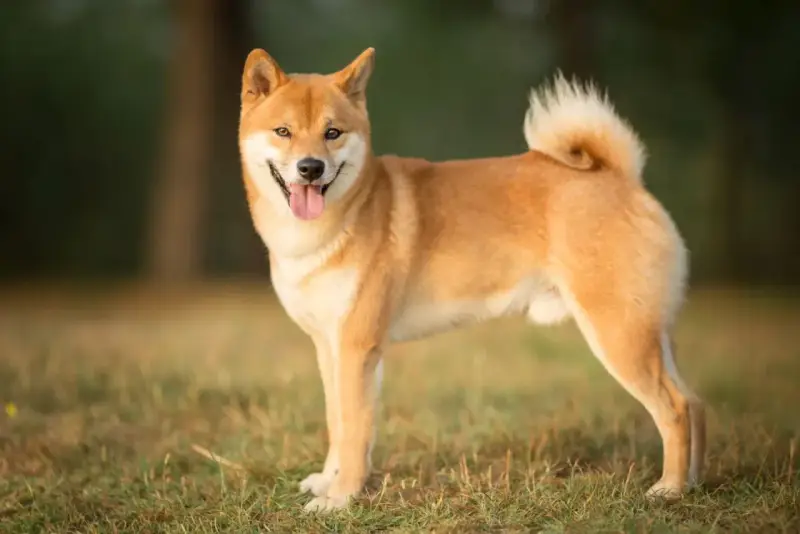Un adorable shiba inu roux, la langue sortie, se tient fièrement dans un champ d'herbe verte.