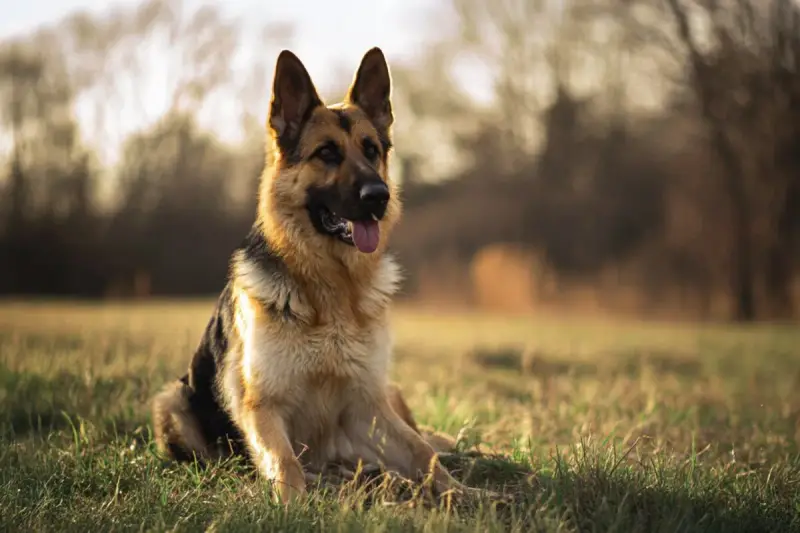 Un magnifique berger allemand, assis dans l'herbe dorée, le soleil couchant illuminant son pelage.