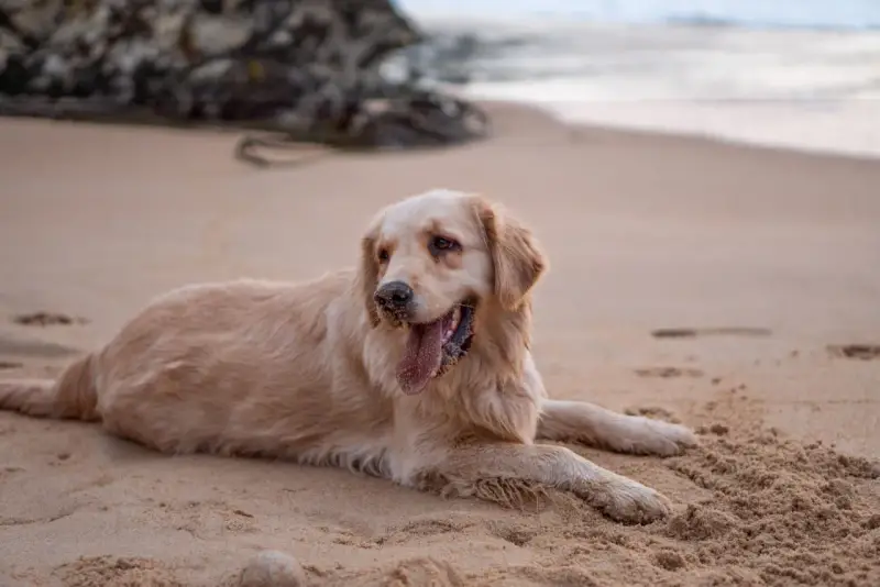 Un chien golden retriever se repose sur le sable chaud de la plage, la langue pendante et les pattes couvertes de sable.